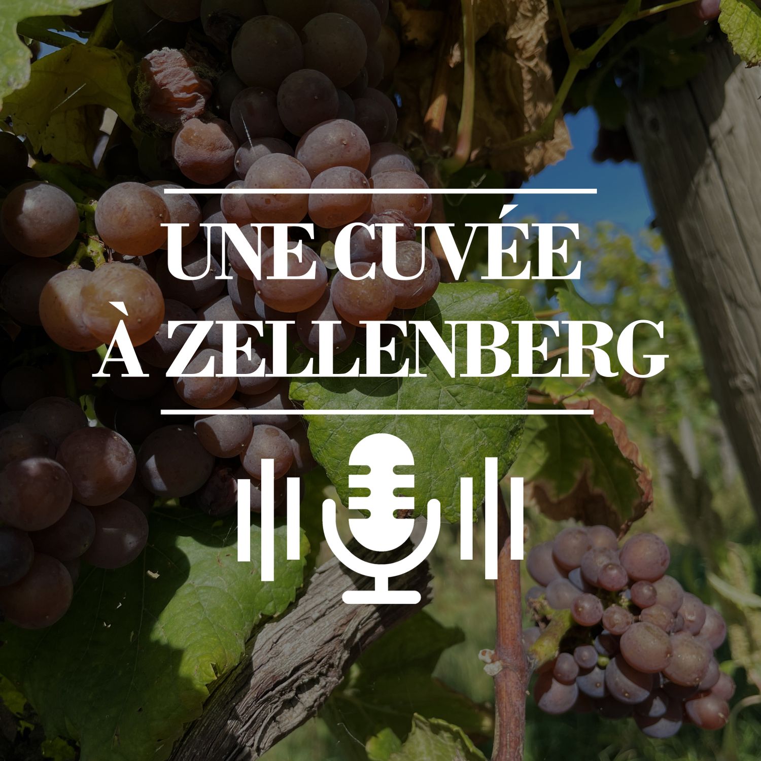 cuvée zellenberg - printemps